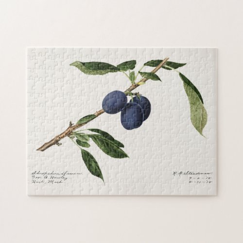 Plums Prunus Domestica Fruit Watercolor Painting Jigsaw Puzzle