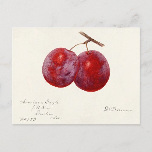 Plums Prunus Domestica Fruit Watercolor Painting Postcard