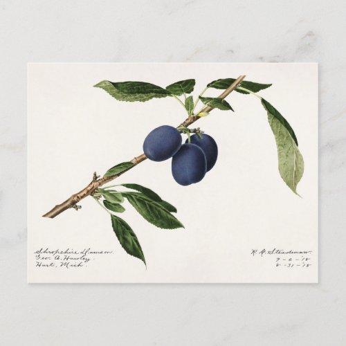 Plums Prunus Domestica Fruit Watercolor Painting Postcard