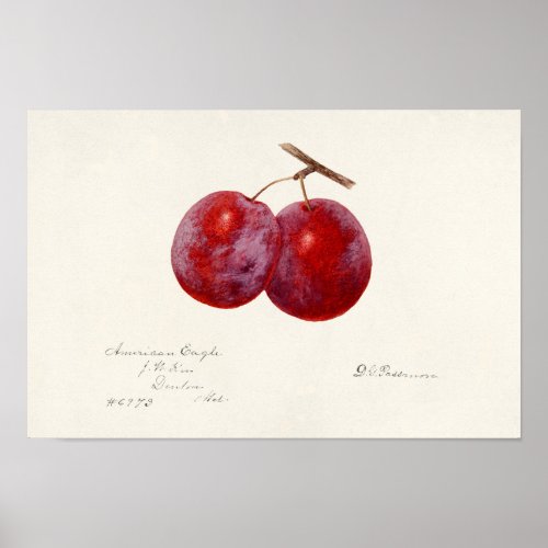 Plums Prunus Domestica Fruit Watercolor Painting Poster