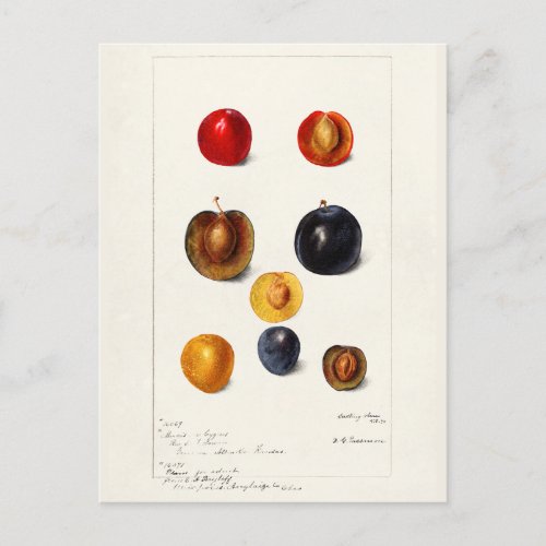 Plums Seed Prunnus Domeatica Watercolor Painting Postcard