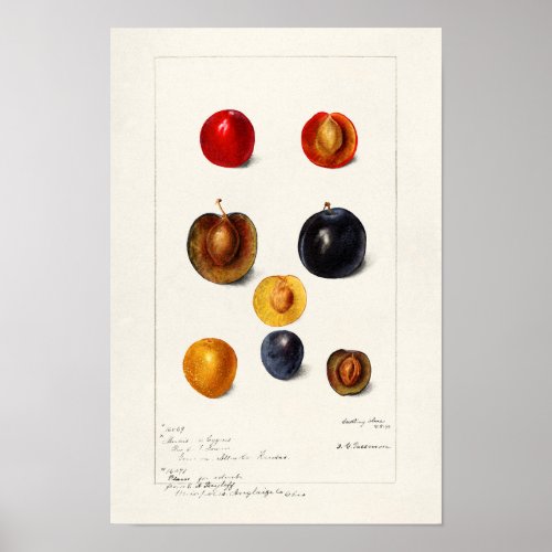 Plums Seed Prunnus Domeatica Watercolor Painting Poster