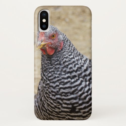 Plymouth Barred Rock Hen Photograph iPhone X Case