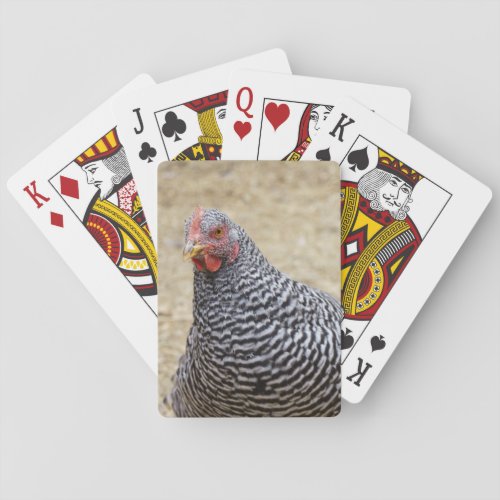 Plymouth Barred Rock Hen Photograph Playing Cards