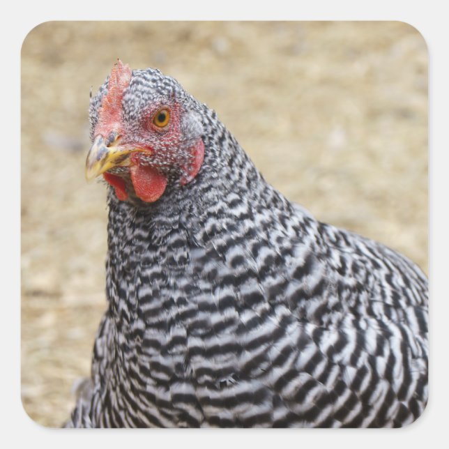 Plymouth Barred Rock Hen Photograph Square Sticker (Front)