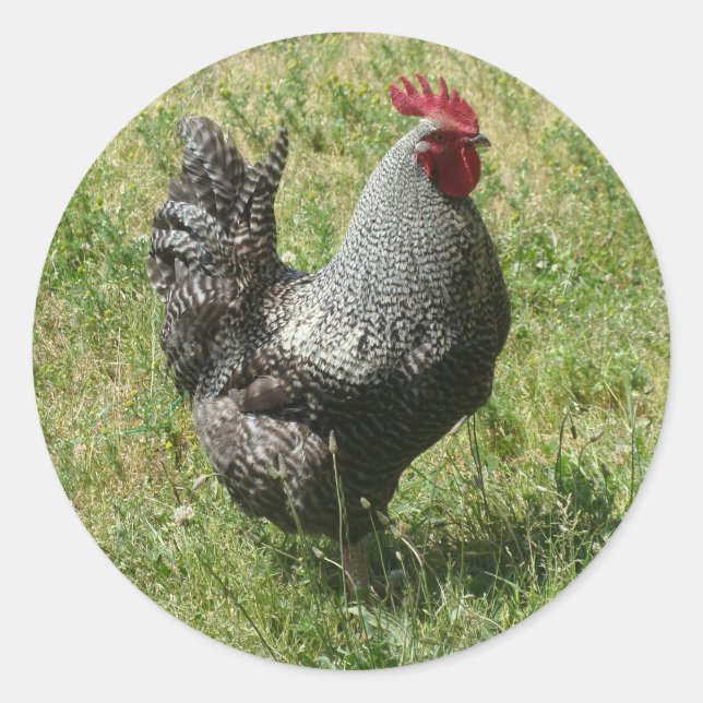 Plymouth Rock Chicken Classic Round Sticker (Front)