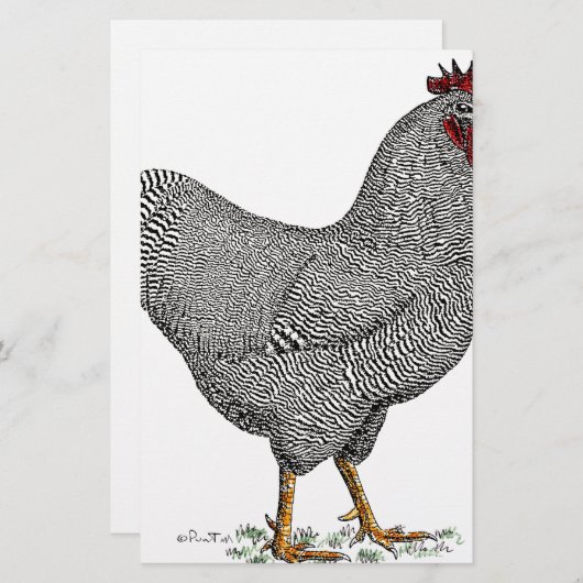 Plymouth Rock Chicken Drawing (Front/Back)
