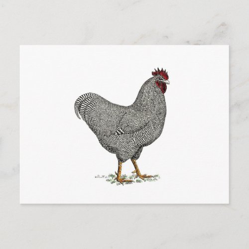  Plymouth Rock Chicken Drawing Postcard