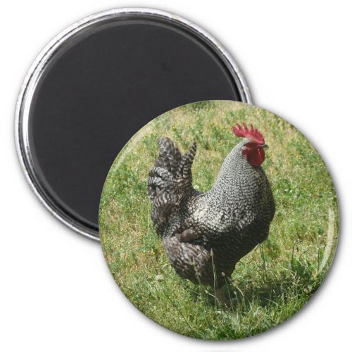 Plymouth Rock Chicken Magnet