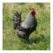 Plymouth Rock Chicken