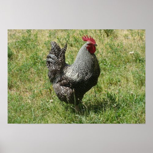 Plymouth Rock Chicken Poster