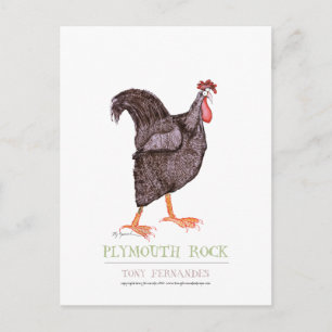 PLYMOUTH ROCK HEN, tony fernandes Postcard