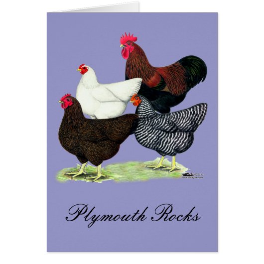 Plymouth Rock Quartet Cards (Front)