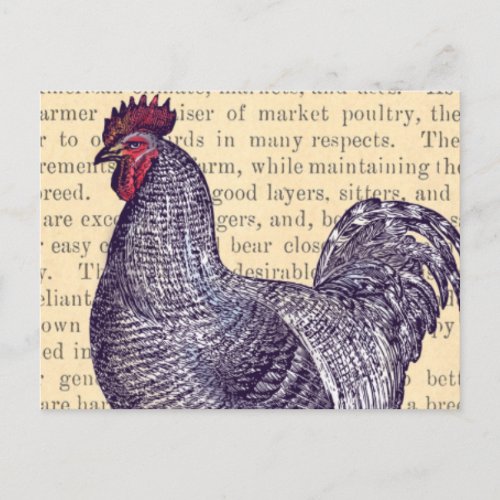 Plymouth Rock Rooster Vintage Market Poultry Postcard