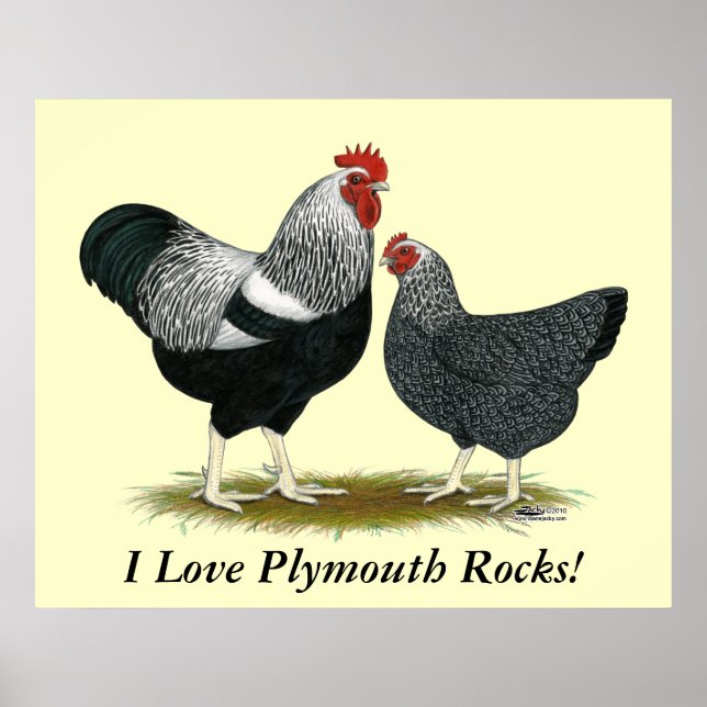 Plymouth Rock:  Silver Penciled Pair Poster (Front)