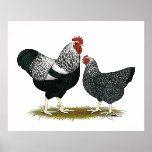 Plymouth Rock  Silver Penciled Pair Poster