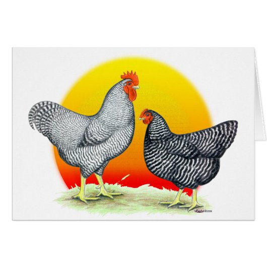 Plymouth Rocks:  Sunrise (Front Horizontal)