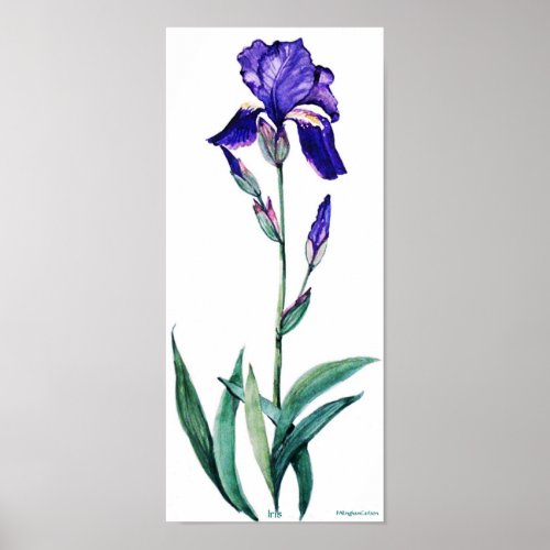 PMACarlson Elegant Iris Poster