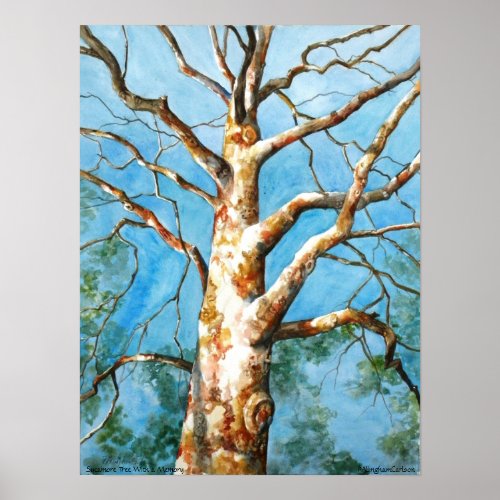 PMACarlson  Sycamore Tree With a Memory Poster