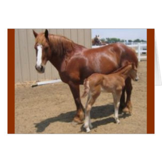 PMU mare & foal Cards