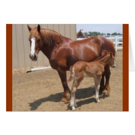 PMU mare & foal Cards (Front Horizontal)