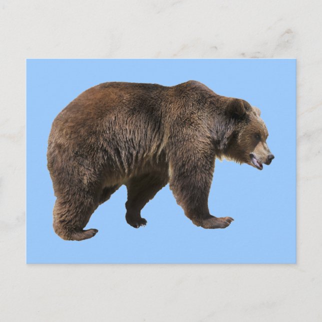 Png isolated brown bear postcard (Front)