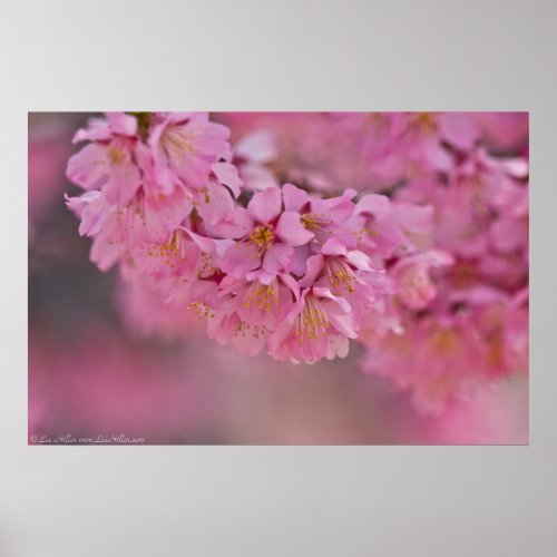 Pnk Mist Japanese Cherry Blossoms Poster