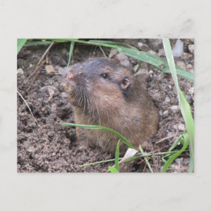 Pocket Gopher Postcard