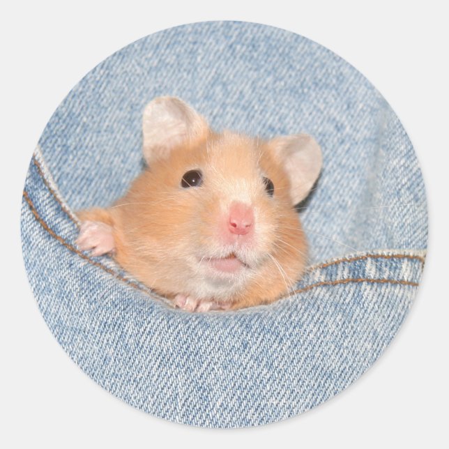 Pocket hamster sticker (Front)