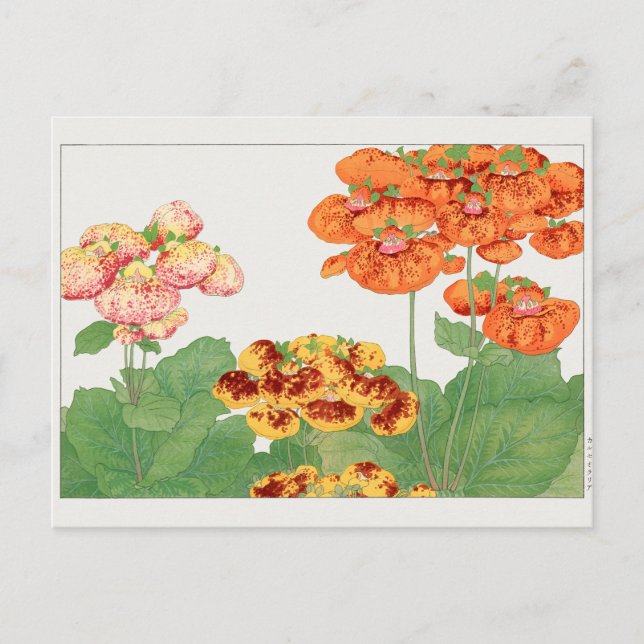 Pocketbook plant by Tanigami Konan Postcard (Front)