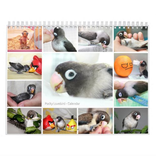 Pocky the cutest lovebird calendar