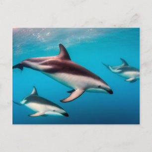 Pod of Dusky Dolphins off of Kaikoura Postcard