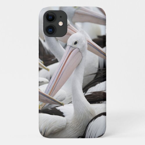 Pod of Pelicans iPhone 11 Case