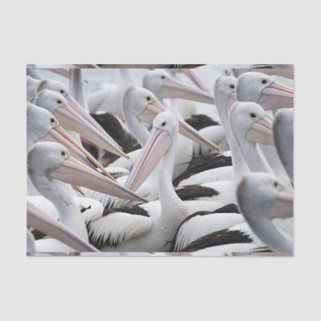 Pod of Pelicans Tissue Paper (Front)