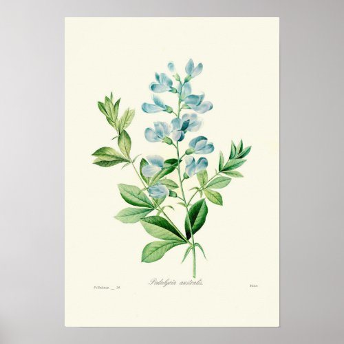 Podalyria australis poster