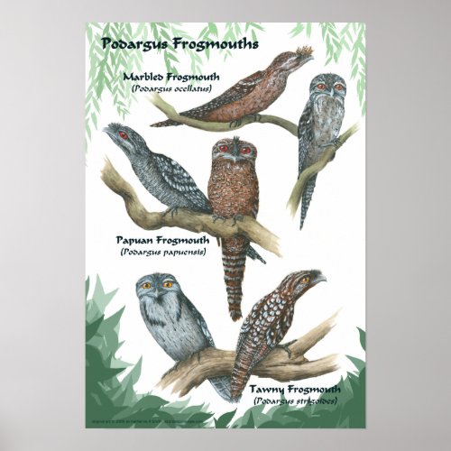 Podargus Frogmouth Field Guide Poster