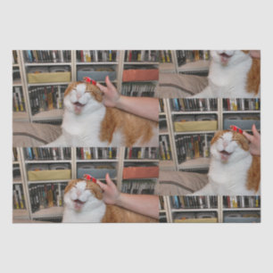 Podgy Scarlett Wrapping Paper