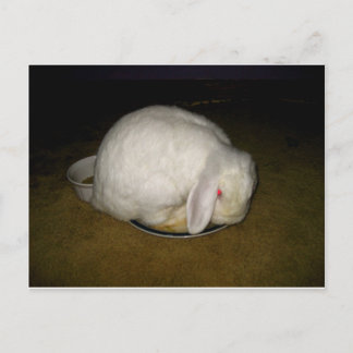 poe on plate postcard