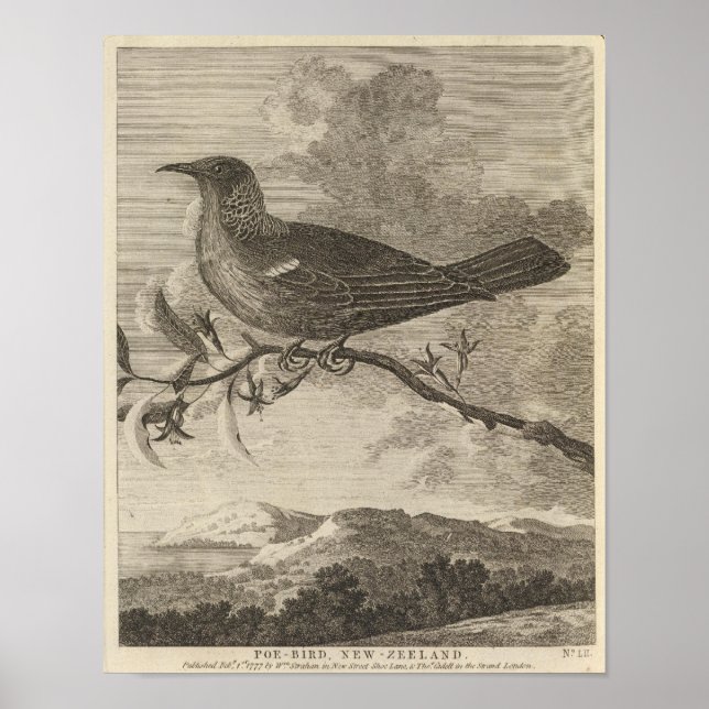 Poebird, New Zealand Poster (Front)