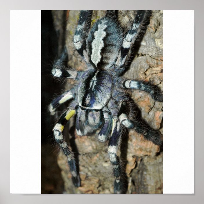 Poecilotheria Regalis In Full View Poster Zazzle Com