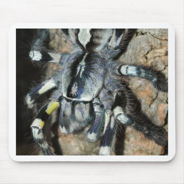 Poecilotheria regalis mouse pad (Front)