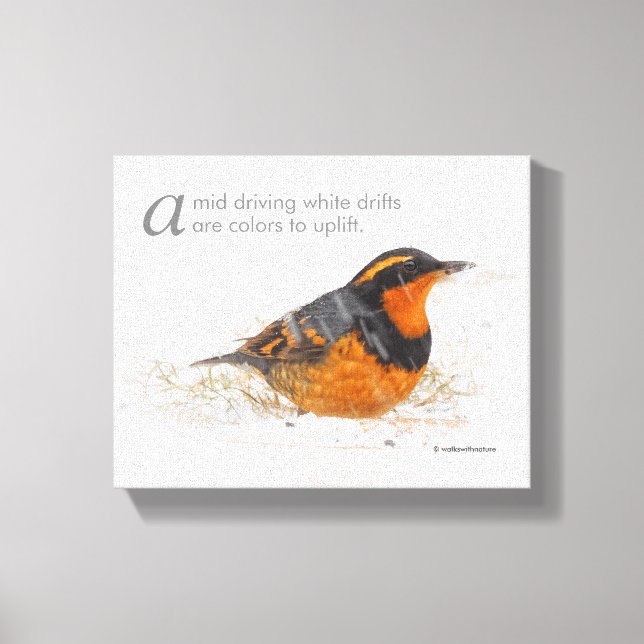 Poetic Winter Words Varied Thrush in the Snow Canvas Print (Front)