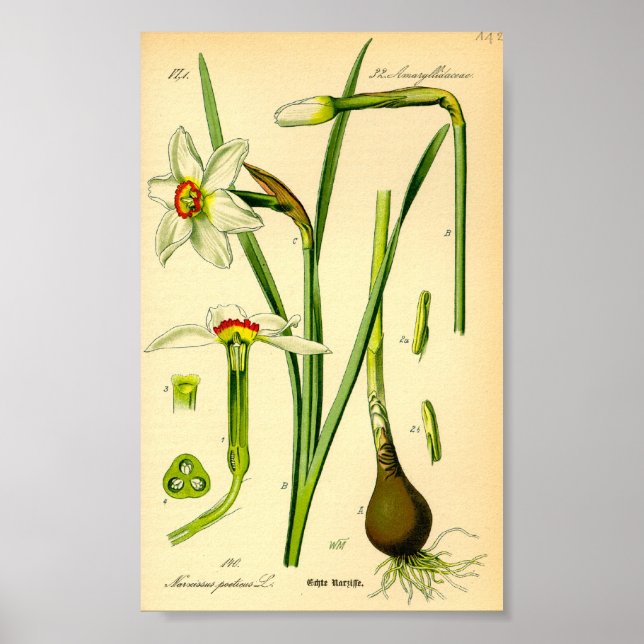 Poet's Daffodil (Narcissus poeticus) Print (Front)