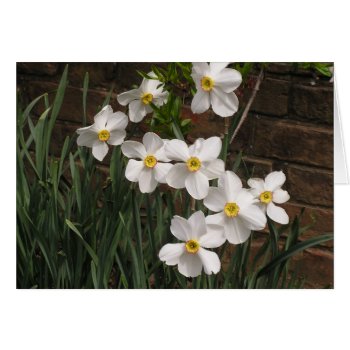 Poet's Narcissus (n. 'actea') by dreamflower at Zazzle