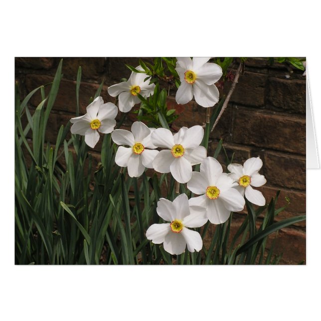 Poet's Narcissus (N. 'Actea') Cards (Front Horizontal)