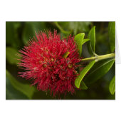 Pohutukawa Flower, Dunedin (Front Horizontal)