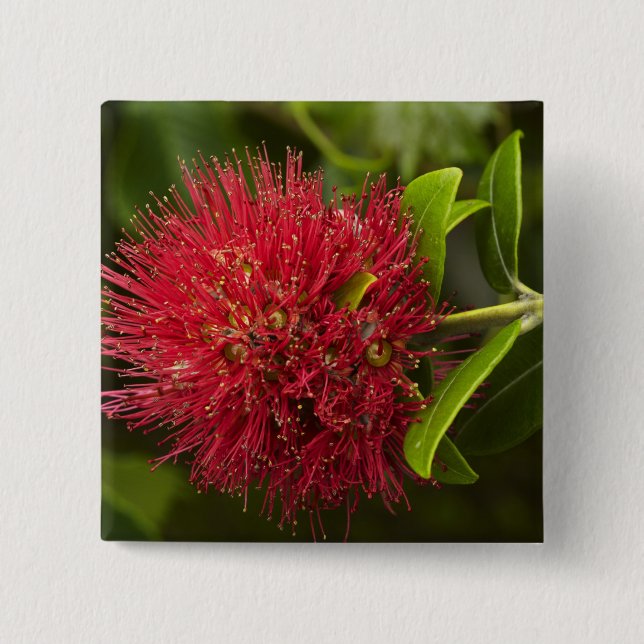 Pohutukawa Flower, Dunedin Button (Front)