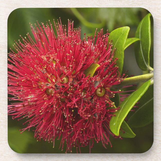 Pohutukawa Flower, Dunedin Drink Coaster (Front)