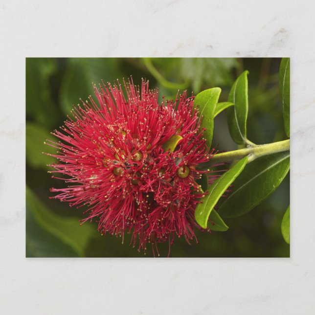 Pohutukawa Flower, Dunedin Postcard (Front)
