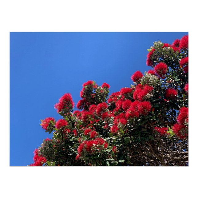 Pohutukawa Poster (Front)